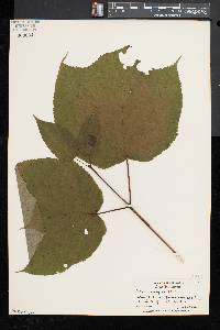 Acer pensylvanicum image