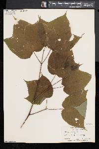 Acer pensylvanicum image