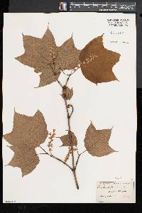 Acer pensylvanicum image