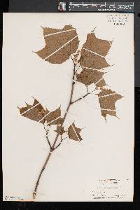 Acer pensylvanicum image