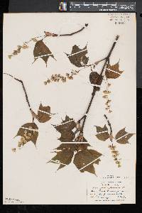 Acer pensylvanicum image