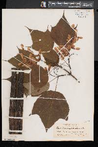 Acer pensylvanicum image