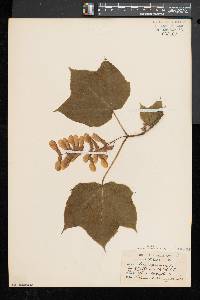 Acer pensylvanicum image