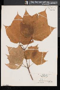 Acer pensylvanicum image