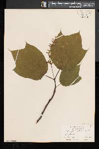 Acer pensylvanicum image