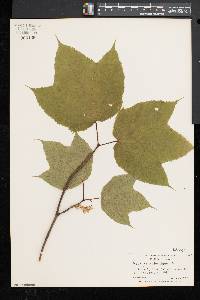 Acer pensylvanicum image