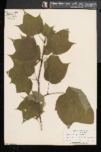 Acer pensylvanicum image