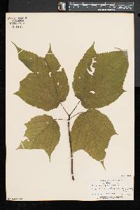 Acer pensylvanicum image