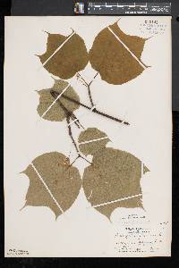 Acer pensylvanicum image