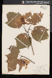 Acer pensylvanicum image