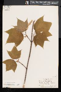 Acer pensylvanicum image