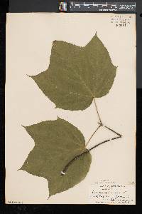 Acer pensylvanicum image