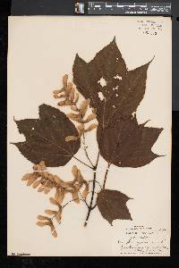 Acer pensylvanicum image