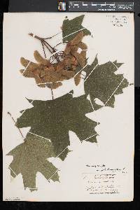 Acer platanoides image