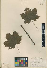 Acer platanoides image