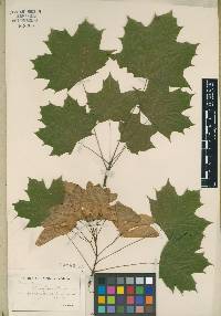 Acer platanoides image