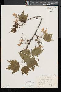 Acer rubrum var. trilobum image