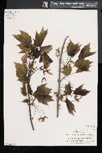 Acer rubrum var. trilobum image