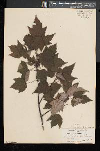 Acer rubrum var. trilobum image