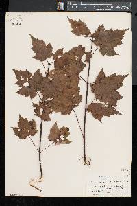 Acer rubrum var. trilobum image