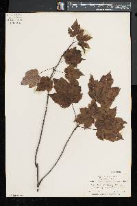 Acer rubrum var. trilobum image