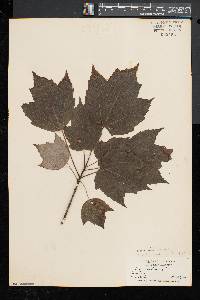 Acer rubrum var. trilobum image