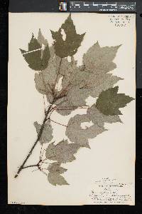 Acer rubrum var. trilobum image