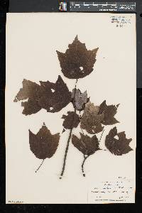 Acer rubrum var. trilobum image