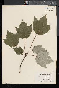 Acer rubrum var. trilobum image