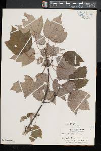 Acer rubrum var. trilobum image