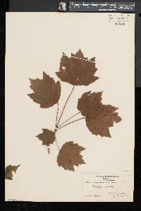 Acer rubrum var. trilobum image