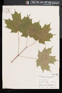 Acer saccharum var. saccharum image