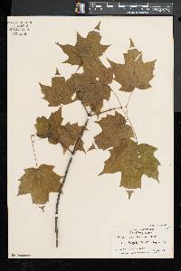 Acer saccharum var. saccharum image