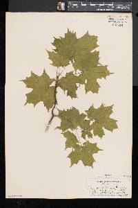 Acer saccharum var. saccharum image