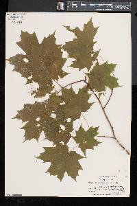 Acer saccharum var. saccharum image