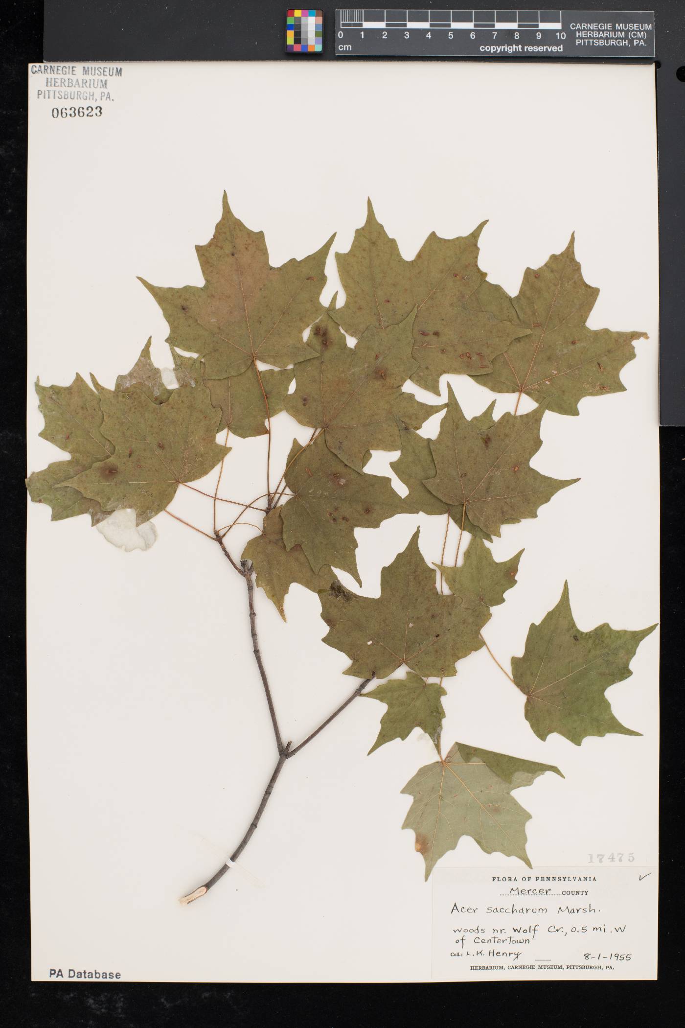 Acer saccharum var. saccharum image