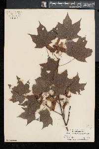 Acer saccharum var. saccharum image