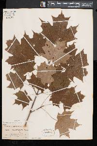 Acer saccharum var. saccharum image