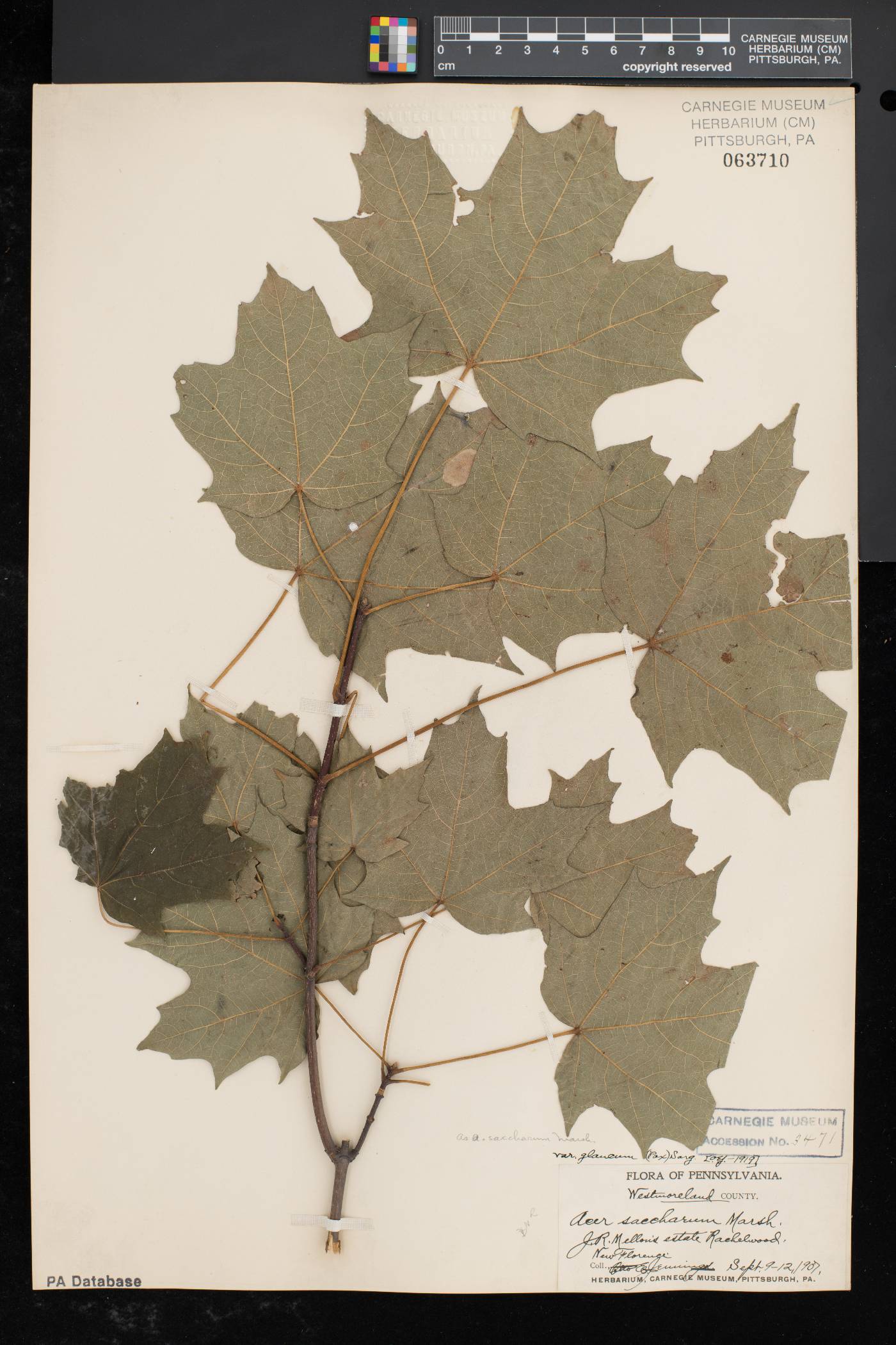 Acer saccharum var. glaucum image