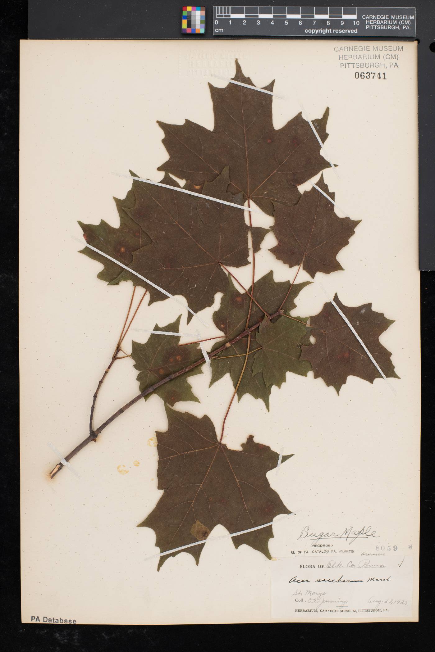 Acer saccharum var. saccharum image