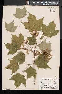 Acer saccharum var. glaucum image