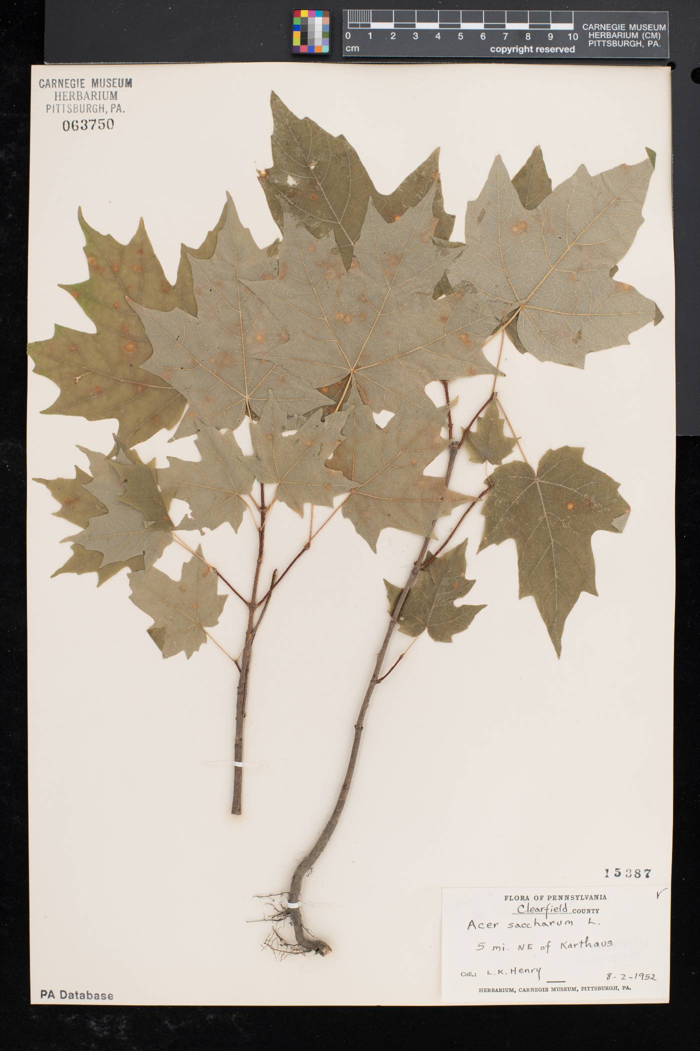 Acer saccharum var. saccharum image