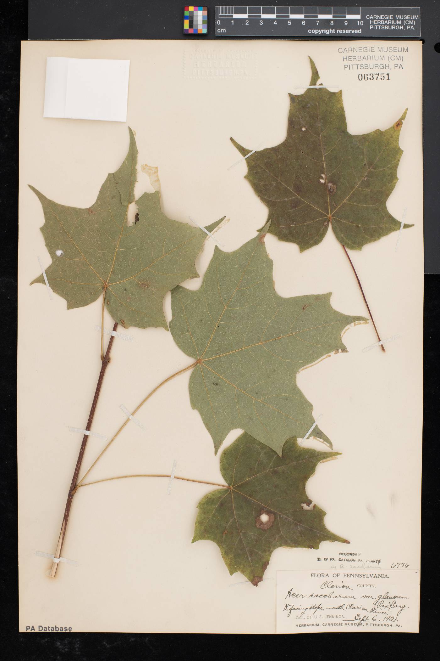 Acer saccharum var. glaucum image