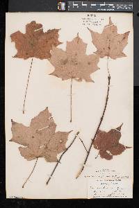 Acer saccharum var. glaucum image