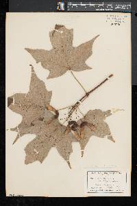 Acer saccharum var. schneckii image