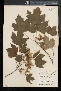 Acer saccharum var. glaucum image