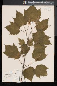 Acer spicatum image