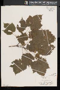 Acer spicatum image