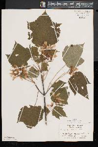 Acer spicatum image