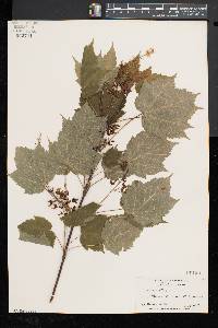 Acer spicatum image